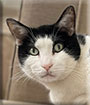 Cat of the Day